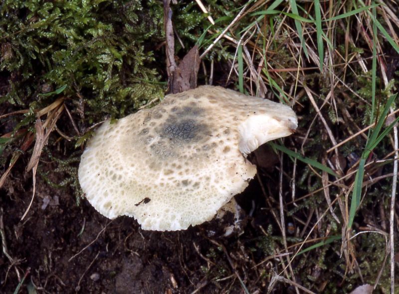 Russula virescensPhotographer:  David Mitchel