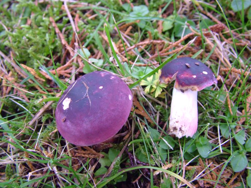 Russula xerampelinaPhotographer:  David Mitchel