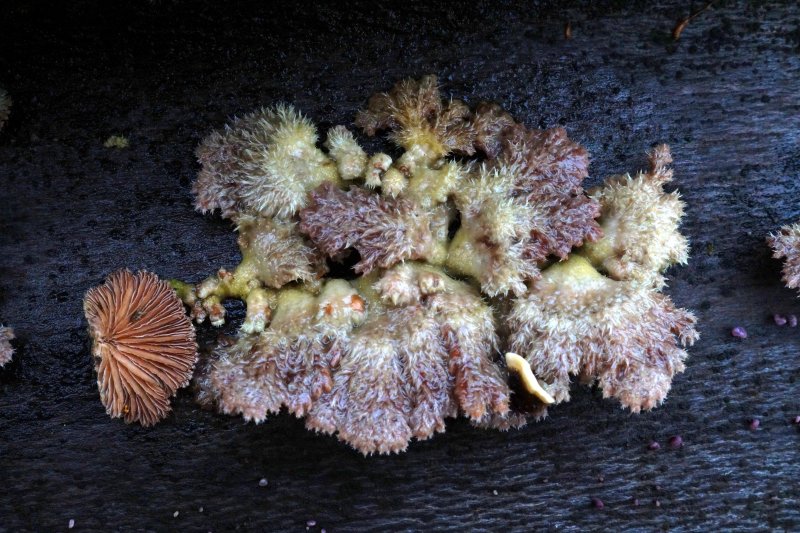 Schizophyllum communePhotographer:  David Mitchel