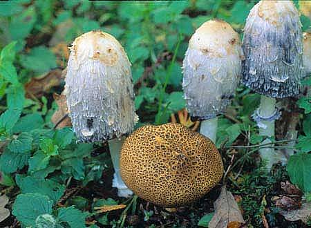 Scleroderma verrucosumPhotographer:  Roy Anderson