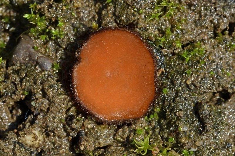 Scutellinia mirabilisPhotographer: © Roy Anderson
