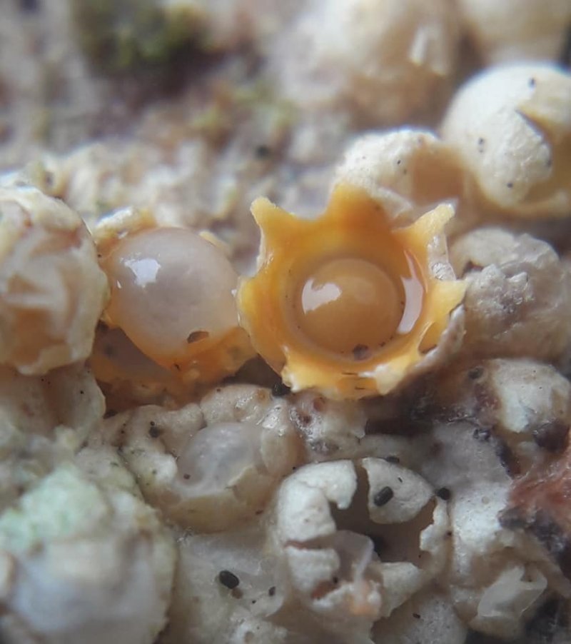 Sphaerobolus stellatusPhotographer:  Kieran Connolly