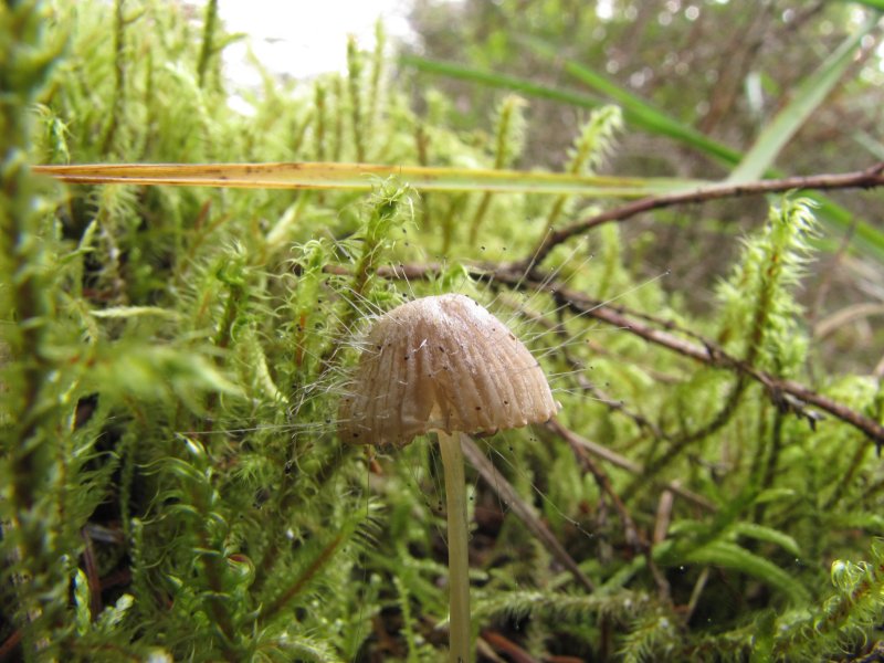 Spinellus fusigerPhotographer:  Debbie Nelson