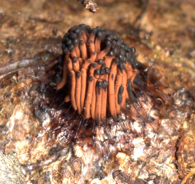 Stemonitis flavogenitaPhotographer:  David Mitchel