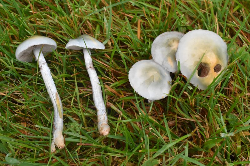 Stropharia caeruleaPhotographer:  David Mitchel