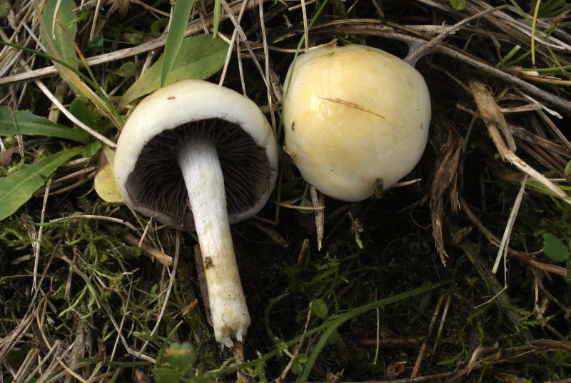 Stropharia inunctaPhotographer:  David Mitchel