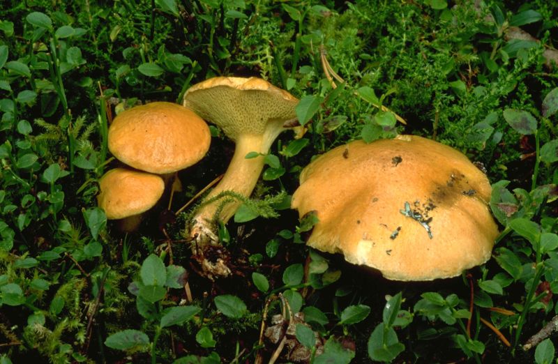 Suillus bovinusPhotographer:  David Mitchel