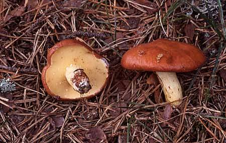 Suillus granulatusPhotographer:  David Mitchel