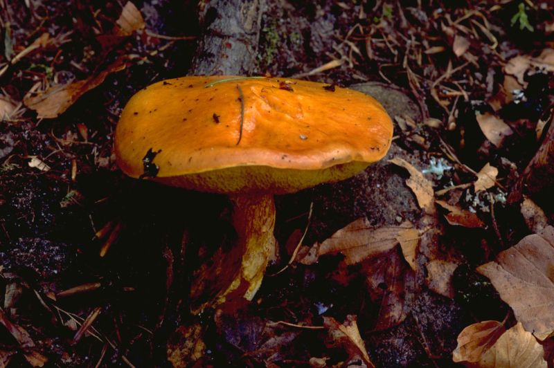 Suillus grevilleiPhotographer:  David Mitchel