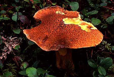 Suillus variegatusPhotographer:  David Mitchel