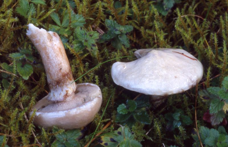 Suillus viscidusPhotographer:  David Mitchel