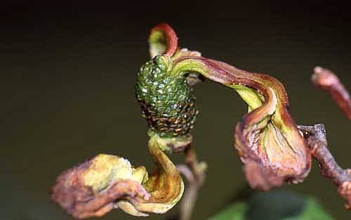 Taphrina alniPhotographer:  David Mitchel