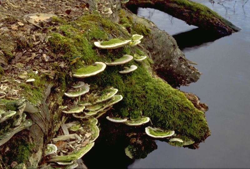 Trametes gibbosaPhotographer:  David Mitchel