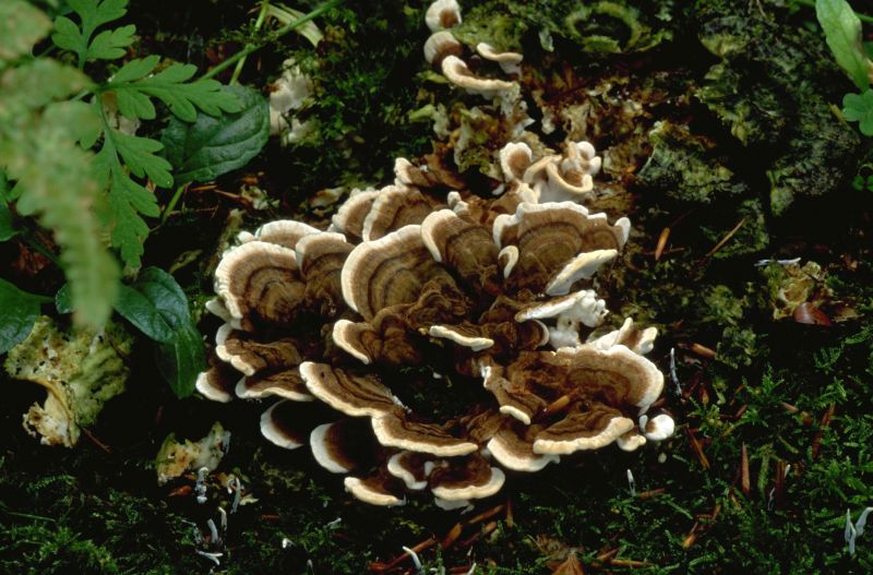 Trametes versicolorPhotographer:  David Mitchel