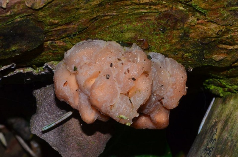 Tremella encephalaPhotographer:  Chris Stretch