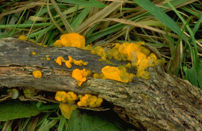 Tremella mesentericaPhotographer:  David Mitchel