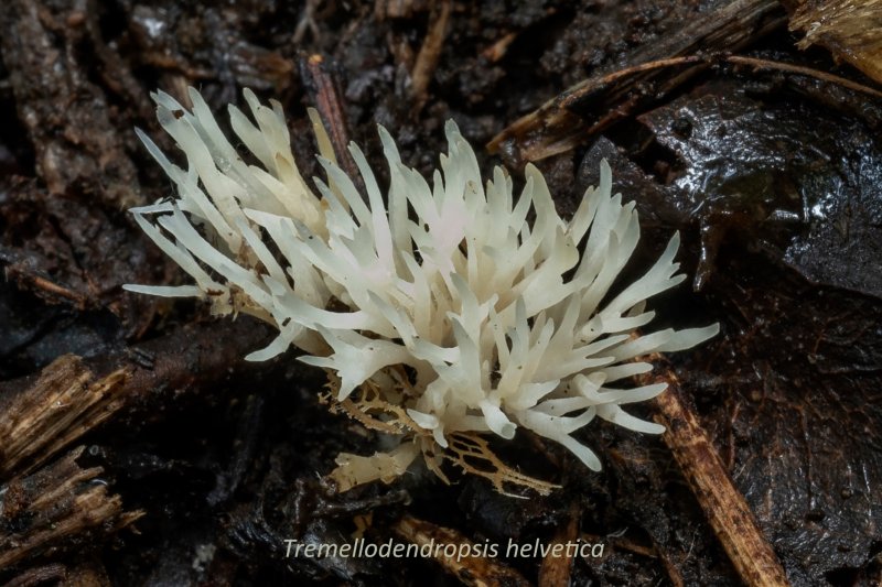 Tremellodendropsis helveticaPhotographer:  Carl Wright