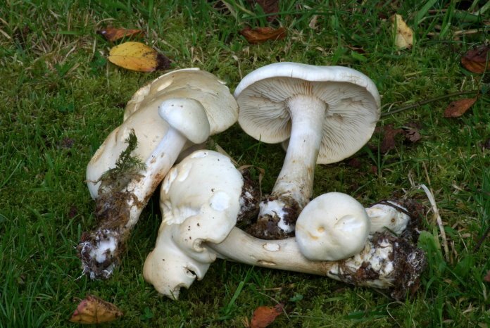 Tricholoma albumPhotographer:  Mark Wright