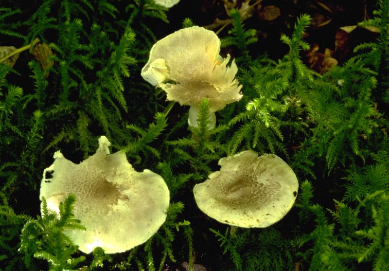 Tricholoma cingulatumPhotographer:  David Mitchel