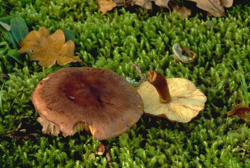 Tricholoma fulvumPhotographer:  David Mitchel