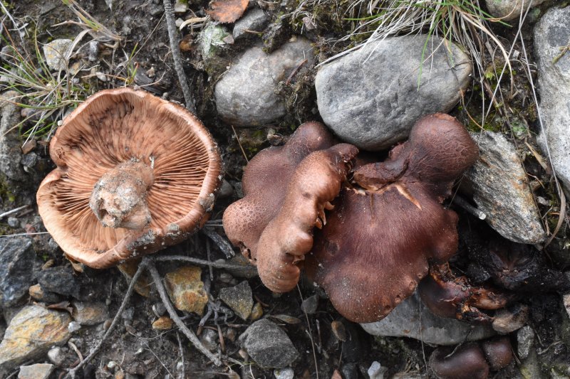 Tricholoma imbricatumPhotographer:  David Mitchel