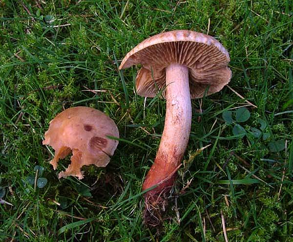 Tricholoma psammopusPhotographer:  David Mitchel