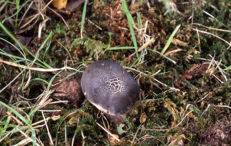 Tricholoma saponaceum var. saponaceumPhotographer:  David Mitchel