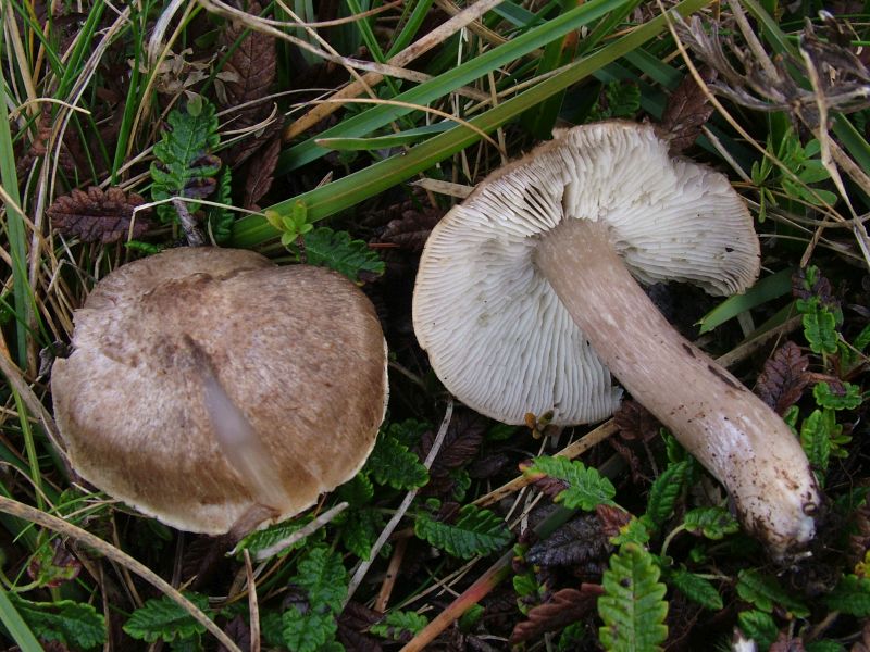 Tricholoma scalpturatumPhotographer:  David Mitchel