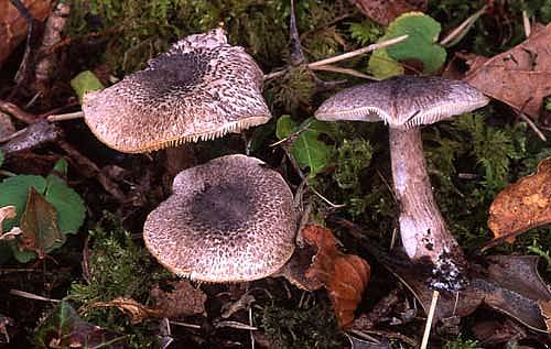 Tricholoma sciodesPhotographer:  David Mitchel