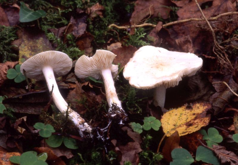 Tricholoma stiparophyllumPhotographer:  David Mitchel