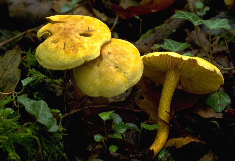 Tricholoma sulphureum var. sulphureumPhotographer:  David Mitchel