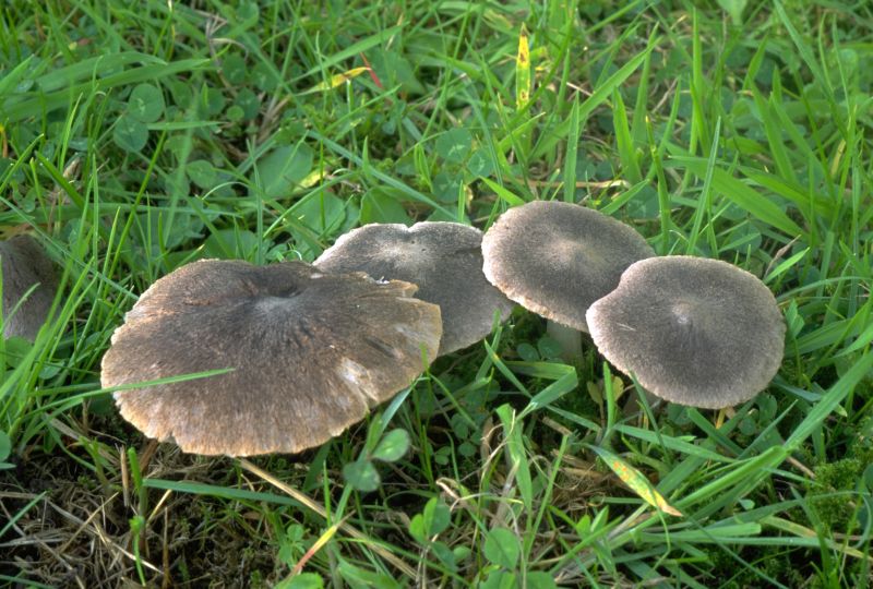 Tricholoma terreumPhotographer:  David Mitchel