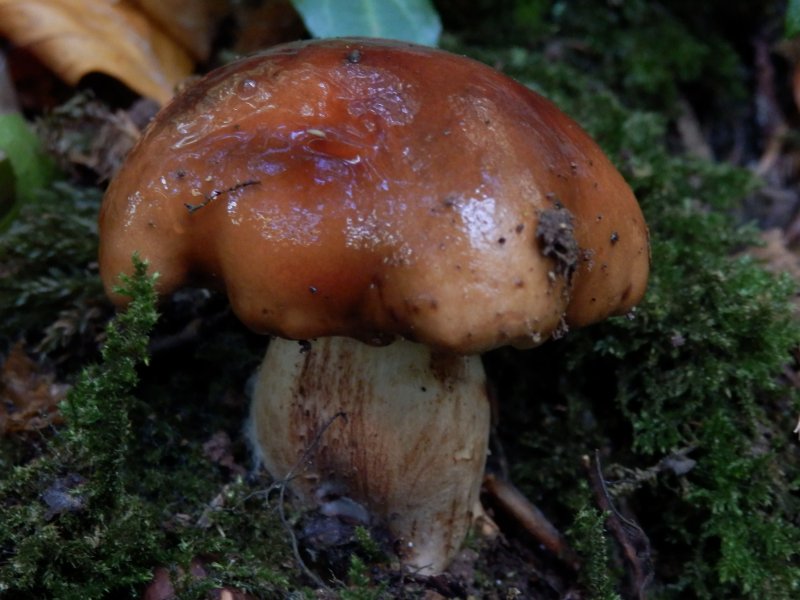 Tricholoma ustalePhotographer:  David Mitchel