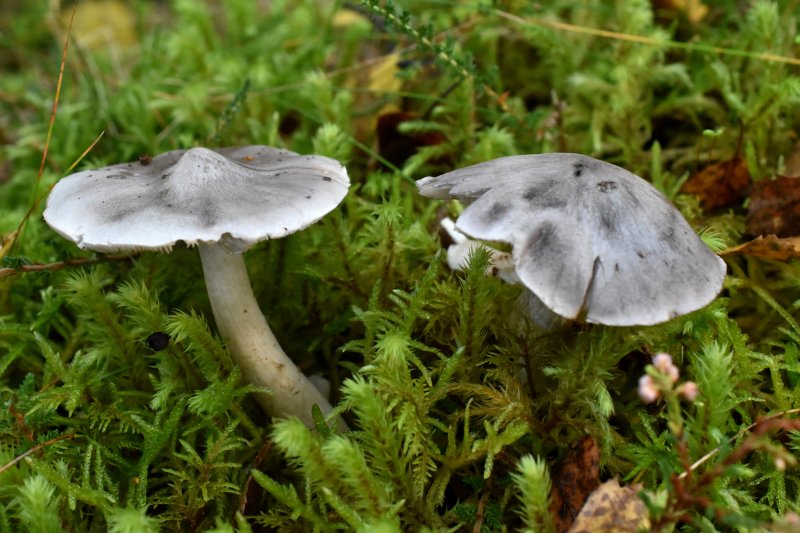 Tricholoma virgatumPhotographer:  David Mitchel
