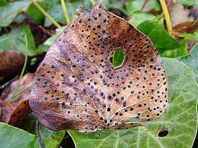 Trochila crateriumPhotographer:  Stuart Dunlop