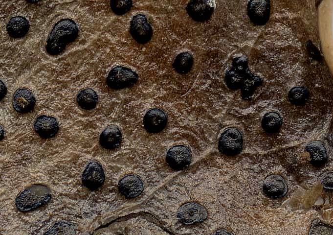 Trochila ilicinaPhotographer:  David Mitchel