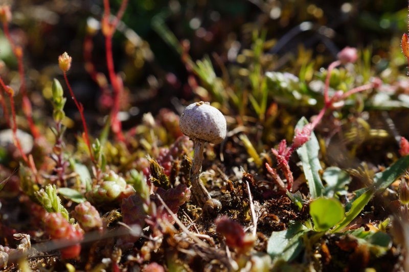 Tulostoma brumalePhotographer:  David Mitchel