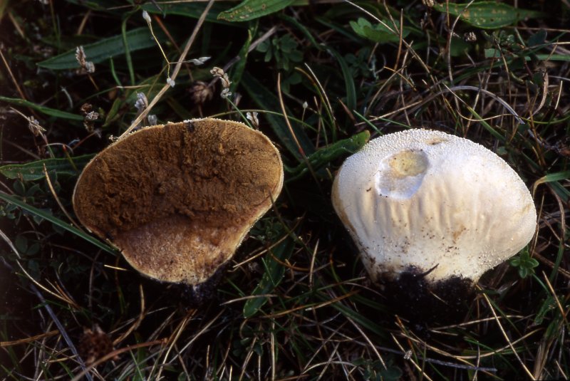 Lycoperdon pratensePhotographer:  David Mitchel