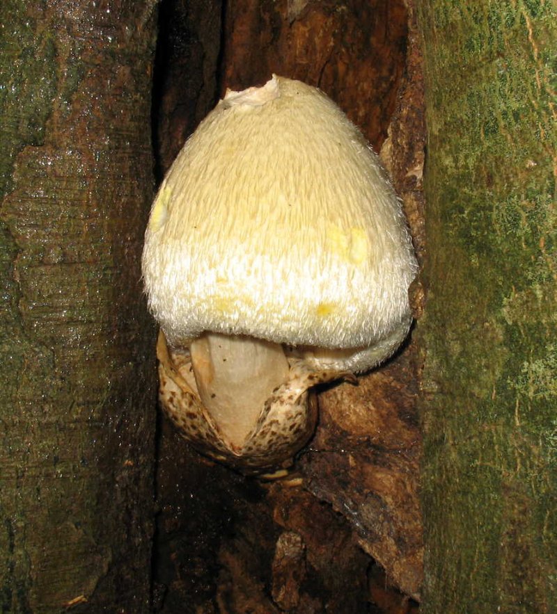 Volvariella bombycinaPhotographer:  Chris Stretch