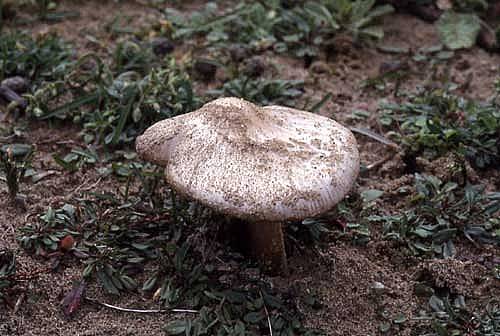 Volvopluteus gloiocephalusPhotographer:  David Mitchel