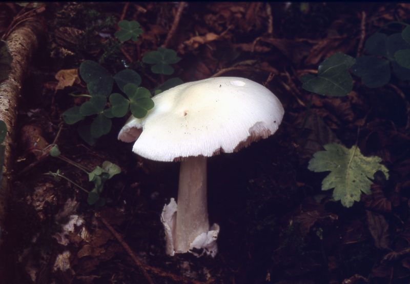 Volvariella hypopithysPhotographer:  David Mitchel