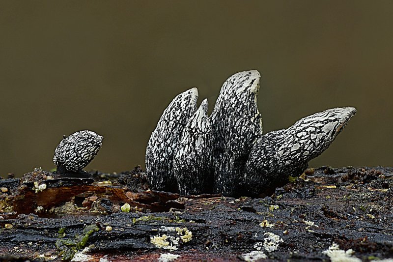 Xylaria cinereaPhotographer:  Roy Anderson