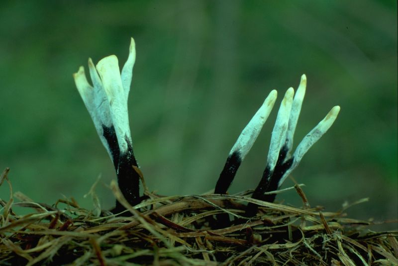 Xylaria hypoxylonPhotographer:  Mark Wright