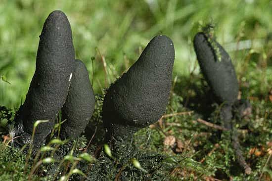 Xylaria polymorphaPhotographer:  Chris Stretch
