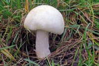 Agaricus