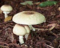 Agaricus