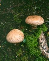 Agaricus