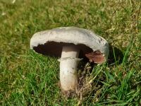 Agaricus