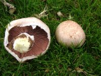 Agaricus