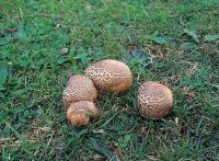 Agaricus